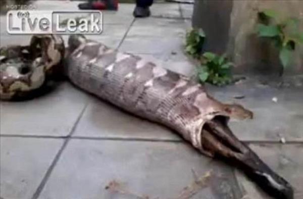 Burma Pitonunun azndan sapasalam bir kpek kardn grenler, bu manzara karsnda aknlklarn gizleyemediler.