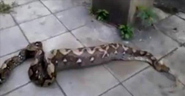 Byklkleri 9 metreye kadar kabilen ve bazlar 100 kilo olan Burma Pitonu, bir kpei hi paralamadan sapsalam bir ekilde yutup tekrar ayn ekilde midesinden kard.