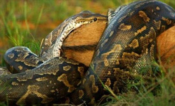 Avn kafasndan balayarak ar ar yutuyor.