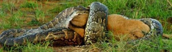 Bir btn olarak mideye inen av, 2 gn iinde pre haline geliyor.