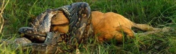 Daha sonra bu pre barsaa iniyor ve bu organ balon gibi iiriyor.