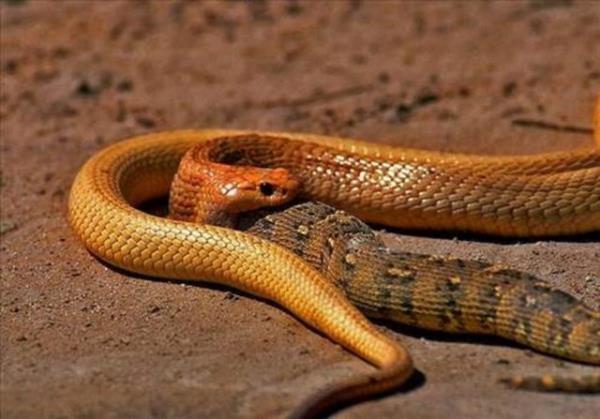 Tam 52 dakika sonra ise avlanan ylandan geriye hibir ey kalmad.