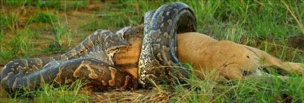 Gney Afrika'da dev pitonun antilobu avlad anlar grntlendi.