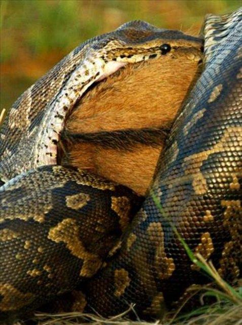 Piton, nce afrika antilobunu boarak ldryor.