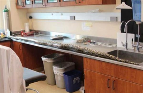 Bylece ne yuttuklar ve evreye ne derece zarar verdikleri tespit ediliyor.