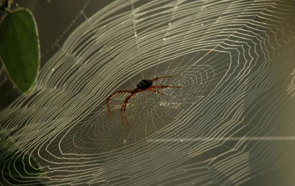 "rmcek a, hem bcee hem de polene yapr. yi ama fizik kurallarna gre imkansz olan bu durum, nasl olur da gerekleir? Nasl olur da rmcek alarn inceleyince zeri polen kapl bceklerle karlaabiliriz?"