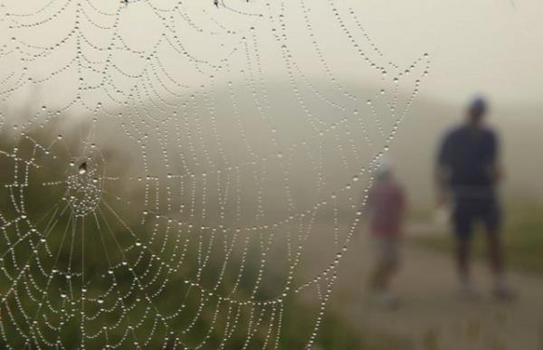 <p><b>"Bcek a nasl fark edemez?" </b></p>  Oxford niversitesinden bilim insanlarnn yapt aratrmann, rmcek ann fizik kurallarn alt st eden ok kompleks bir zellie sahip olduunu ortaya koyduunu vurgulayan Kanay, unlar anlatt...