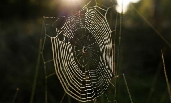 Buluun,rmcek alarndaki bu zellik taklit edilerek, evre ve hava kirlilii ile uak kazalarna zm bulunmasna katk salayabilecei belirtildi.