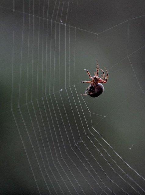 Doa Bilimleri Dernei Genel Sekreteri Biyoteknolog Mge Kanay, AA muhabirine yapt aklamada, gnmz teknolojisinin bile zemedii rmcek ann zelliklerinin nihayet ortaya karldn syledi.