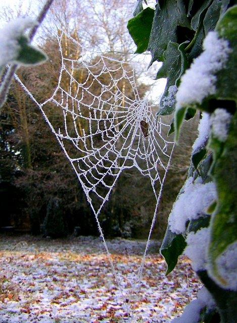 "rmcek ann tm yzeyini kaplayan elektrostatik zellie sahip madde, an hem uan bcekleri hem de bceklerce tanan kir ve polenler ile benzer tm paracklar yakalamasn salar."