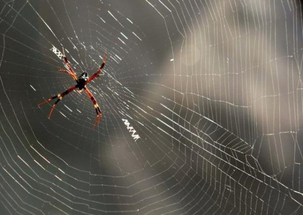 Kanay, Oxford niversitesi retim yelerinin yaptklar son kefe gre, rmcek ann sisteminin bilinenden ok daha kompleks ve sra d olduunu belirtti.