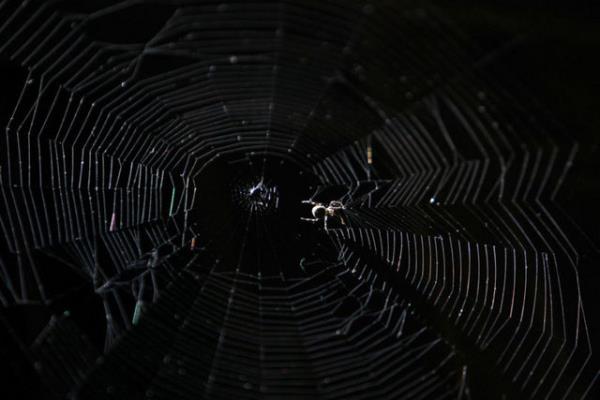 Aratrmalara gre, uan bceklerin zerinin polenler, kirleticiler ve hava yoluyla tanabilecek maddelerle kapl olduunu anlatt.