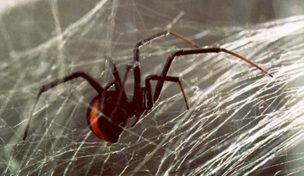 "Birok bcek, bulunduklar blgede en ufak bir elektriksel deiiklik olsa bunu hissedebilecek kadar hassas sensrlere sahiptir."