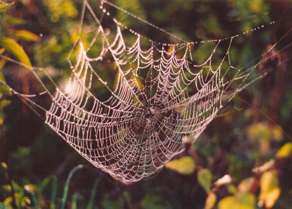 "Antenleri adeta bir elektronik sensr gibi alr. Antenin ucu, bcein vcudunun geri kalanndan farkl bir elektrik yk ile ykldr."