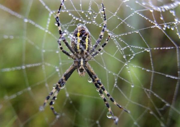 "Ayn kutuplar birbirleri iter. Bu durumda rmcek ann polenleri yakalayamamas gerekir..."