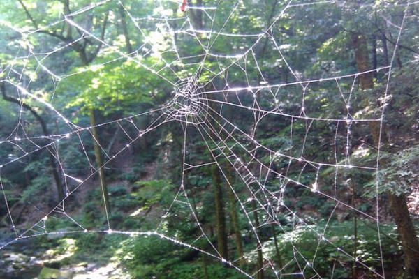 "Bu sistem, bugn kullanlan endstriyel sensrlerden hem ok daha ucuz hem de ok daha yksek bir verime sahip olacaktr" diye konutu."