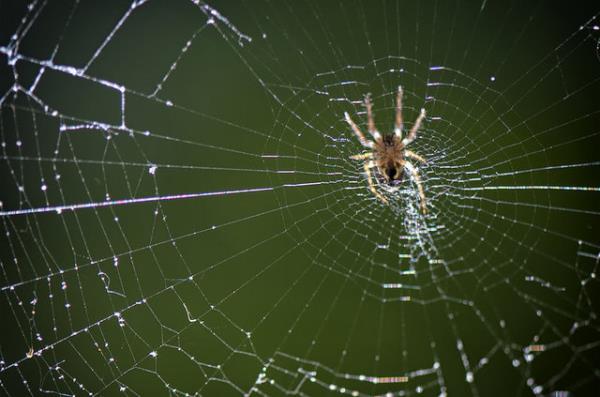 "zeri polenle kapl bir bcein aa yapmamas demek, bcein kolaylkla kaabilmesi anlamna gelir. te tam bu aamada hi beklenmedik bir ey gerekleir."