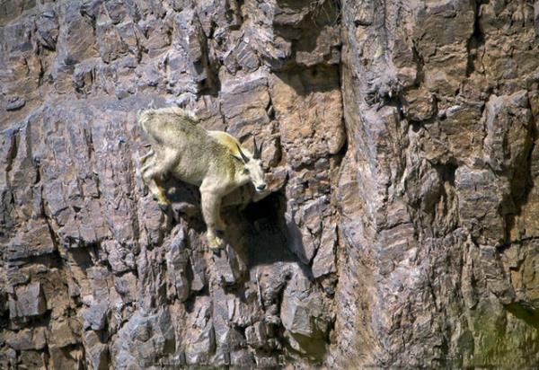 Kaynak: Rdvan ZEL / Zooloji