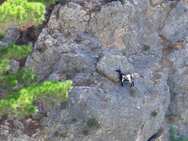 Bu yabani dacnn yerekimi ile alay edercesine uurum yamalarnda dolamasna yardm eden en nemli zellikleridir. Trmanmak mesele olmaynca, da keileri dolamak iin daha az kar tutan dik yamalar tercih ederler.