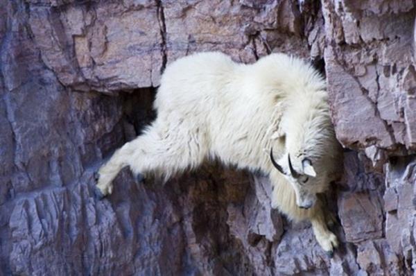Bu arada onlar kn dondurucu souuna kar koruyan kabark ve uzun tyl postlar, her k balangcnda yenilenir.