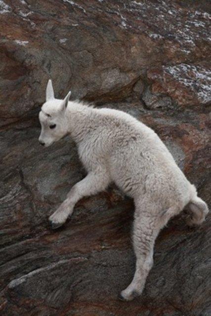 Da keilerinin kavgac tabiatlarna ramen neticedeki, bu uzlamac tavrlar, konuacak dilleri olsa da ou zaman yumruklarn ve silahlarn konuturan insanoluna ibret olmaldr.