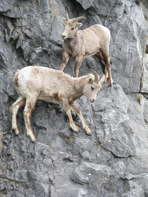 Her kei, ap yaklak 3 m'yi bulan kendisine ait bir hakimiyet blgesine sahiptir, eer baka bir kei bu blgeye tecavz ederse ev sahibince tehdit edilip saldrya urayabilir.