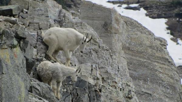 Fakat keiler bilinenin aksine o kadar da inat deildirler. ou anlamazlklar kan dkmeden beden lisan ile zlr.