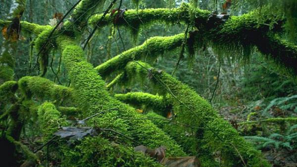 <p>12. En ok Ya Alan Yer - Choco, Kolombiya </p>  Ylda yaklak 11770cm ya alyor.