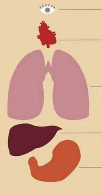 Ortalama bir insan; 23 bin kez gz krpar, 100 bin kez kalbi atar, 23 bin kez nefes alr, Karacieriyle 1500 litre kan szer, Midesiyle 2 litre asit retir.