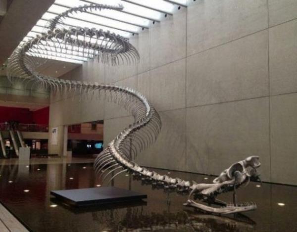 Soyu tkenen ve 58 ila 60 milyon yl nce yaad sanlan Titanoboa isimli dev ylan grenleri akna eviriyor.