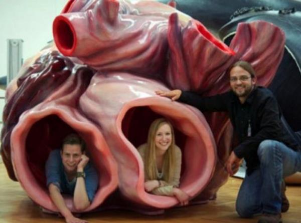 Arl 150 tonu geebilen bir mavi balinann kalp damarlarnn iine bir insan girebilir.