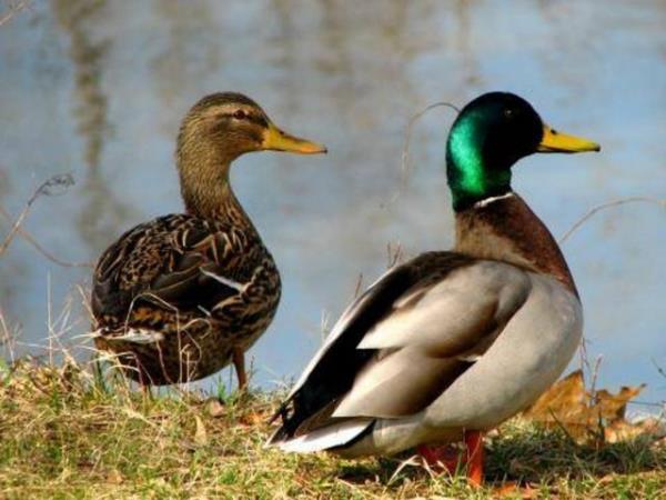 Kendilerini tehlikede hisseden rdekler, yaama gdsyle uyku ihtiyalarn dengeleyebiliyor. Yani yar uykulu-yar uyank bir aamaya geebiliyorlar.