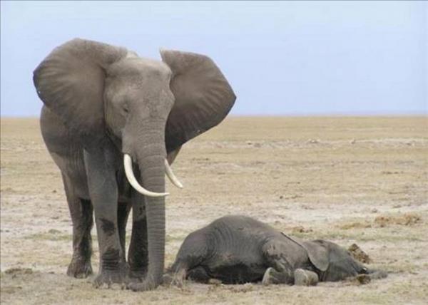 Filler, REM blm dnda ayakta uyurlar. Ancak REM blm iin yere uzanrlar.