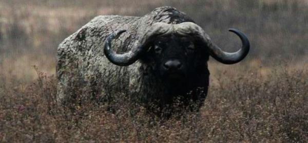 <p><b>9- Buffalo</b></p>   Buffalolar en tehlikeli hayvanlardan biri... Yol atklar lm says 1200'n stnde...