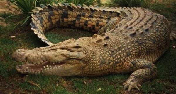 <p><b>7- Timsahlar</b></p>   Ylda 1500 ile 2500 aras can kaybna yol ayorlar!