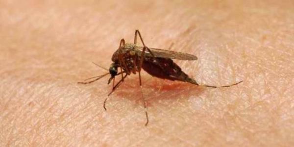 <p><b>2- Dier sinekler</b></p>   Hastalk bulatrdklar iin ylda 1 milyona yakn lme sebep oluyorlar.