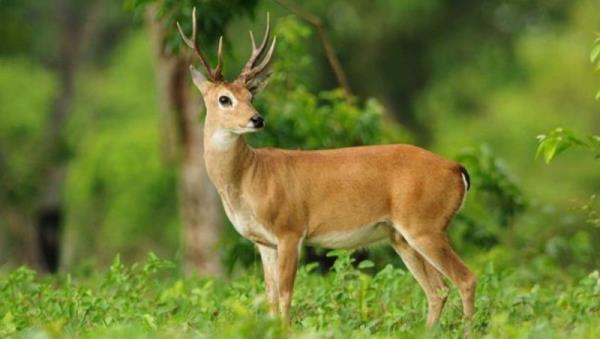 <p><b>10- Geyikler</b></p>   Trafik kazalarnn en byk sebepleri arasnda... Her yl 1000'in zerinde lml kaza rapor ediliyor...