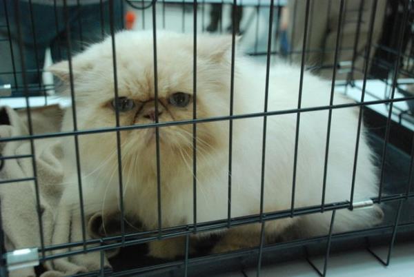 "stanbul Uluslararas Kedi Yarmas"na hayvanseverlerden youn ilgi