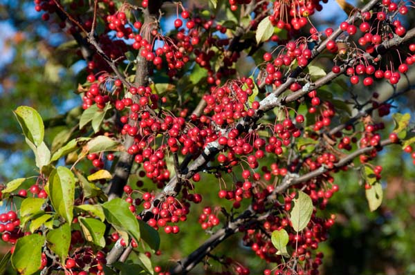 Koyu mor renkli bu yemi Kuzey Amerika'da vahi ortamda yetimektedir.