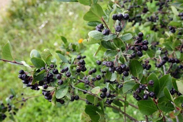 Aronia iindeki antioksidan miktar ilek, nar ve goji meyvesinde bulunann drt katdr.