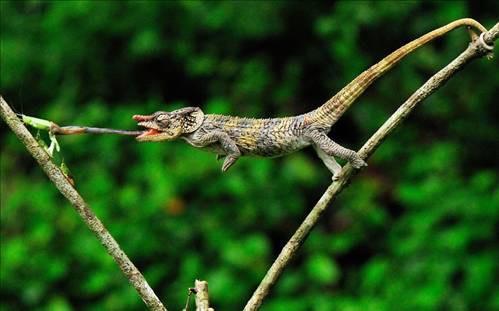 Kertenkelenin avn yakalama an objektiflere byle yansd...