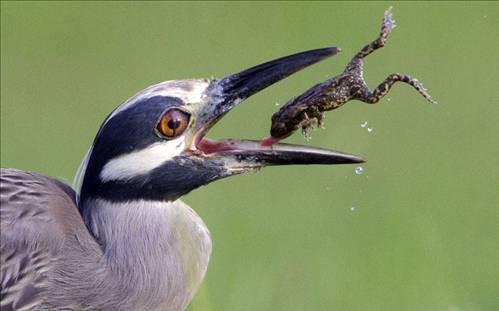 Yavru rdek zplayan kurbaay byle yakalad...