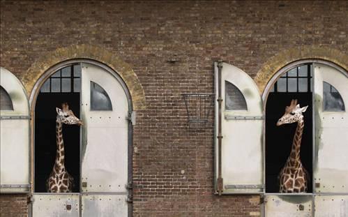 Londra'da ayr odalara yerletirilen zebralar byle hasret gideriyor...