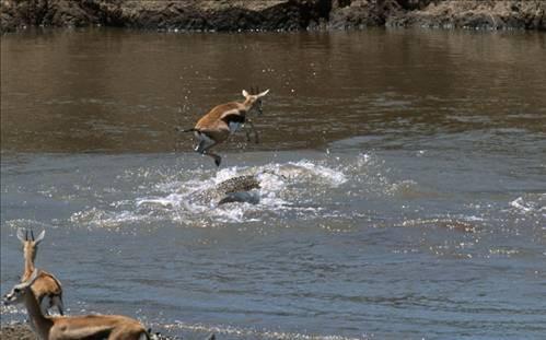 Hayatnn atlayn yapt.... Mara nehrinde bir can pazar sahnesi... Yavru ceylan kendine saldran timsahn enesinden hayatnn atlayn yaparak kurtuldu...