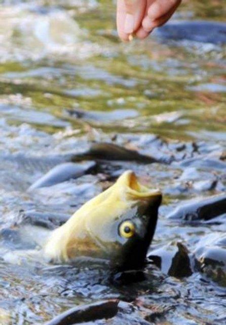 Urfa'da Balkl Gl'de balklar seyretmek