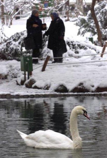 Ankara'daki Kuulu Park'ta kular izlemek