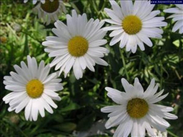 lkbaharda parklarda papatya toplayp ta yapmak