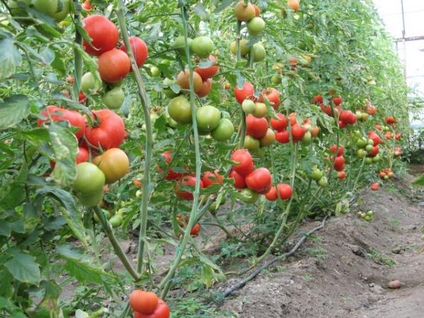 <p><b>32. Kendi sebzeni yetitir</b></p>  Domates, biber, salatalk! Balamak iin ideal... Fen devindeki fasulyeyi yiyemedik, bari bunlarn tadna bakalm.