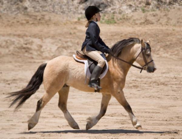 <p><b>15. Ata bin</b></p>  ocukken seni bir midilliye bindirmedilerse, nispet yapp bir ngiliz atna binmeyi dene!