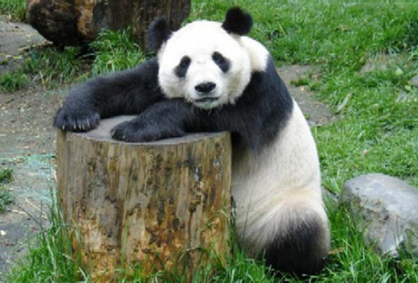 <p><b>21. Gnll ol</b></p>  Nesli tkenen hayvanlar kurtarmak, evsizlere yardm etmek, ocuklara bilgisayar retmek... Ne olursa... Emin ol, sen onlardan ok ey reneceksin bu srete...